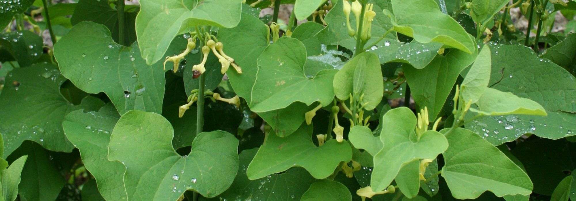 L'Aristoloche : planter, cultiver