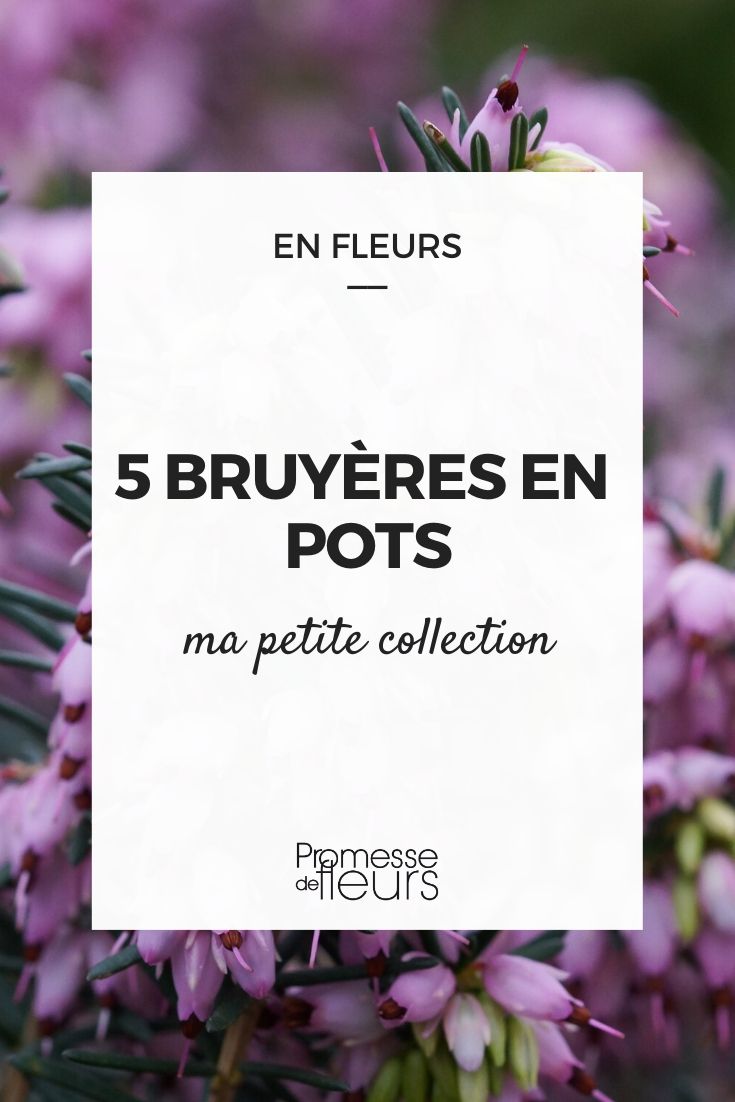 bruyeres : 5 variétés en pots