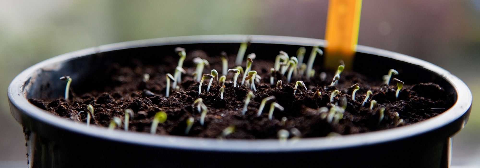 Calendrier potager - Janvier