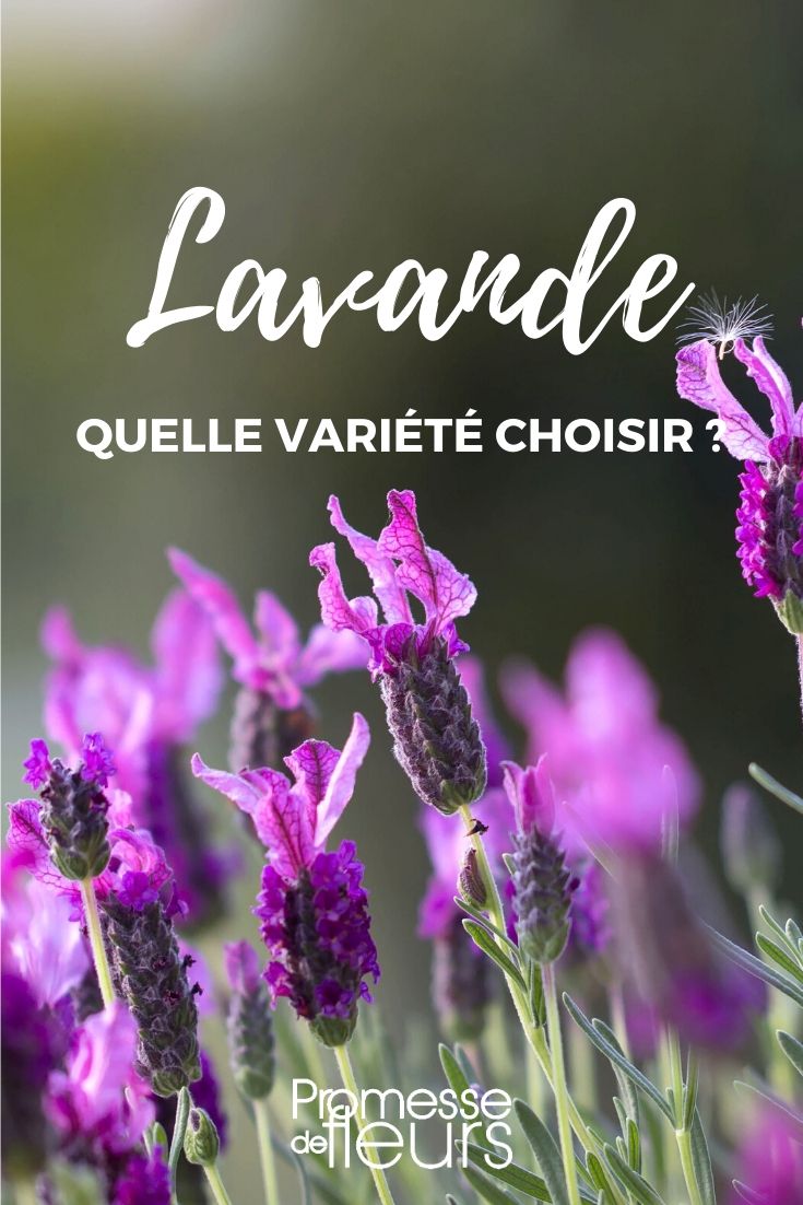 Lavande : choisir sa variété