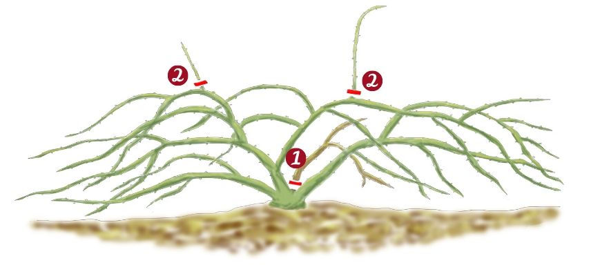 dessin montrant comment tailler un rosier couvre-sol