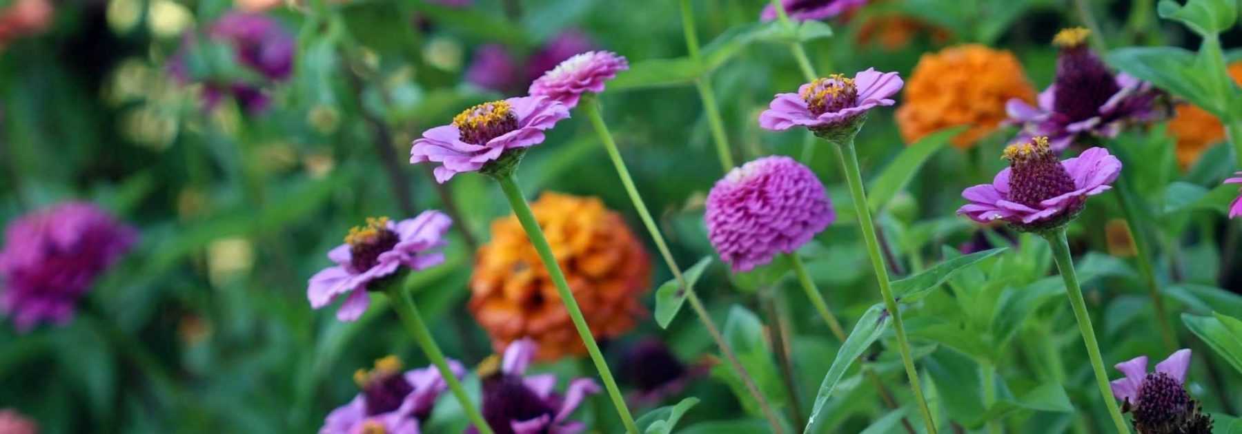 Les plantes vivaces pour réussir vos jardinières d'hiver. 