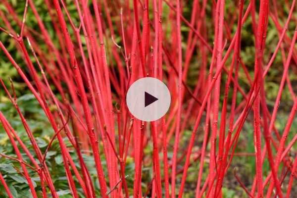 Les Cornus à bois décoratif - Présentation