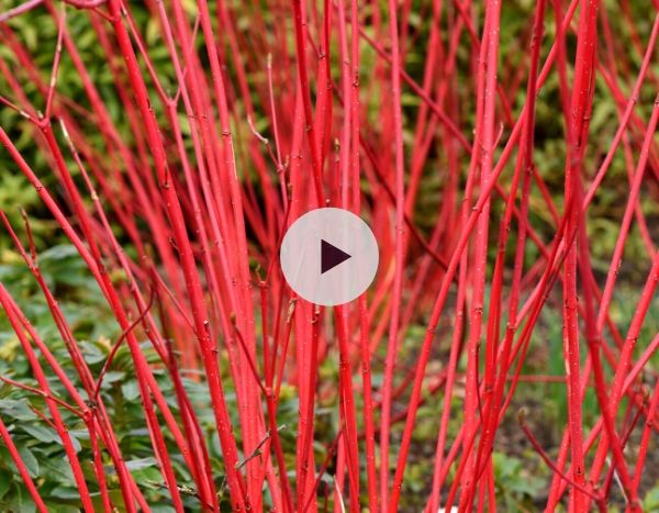 Les Cornus à bois décoratif - Présentation