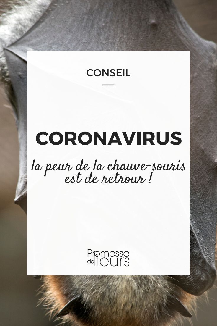 coronavirus et chauves-souris : nos conseils