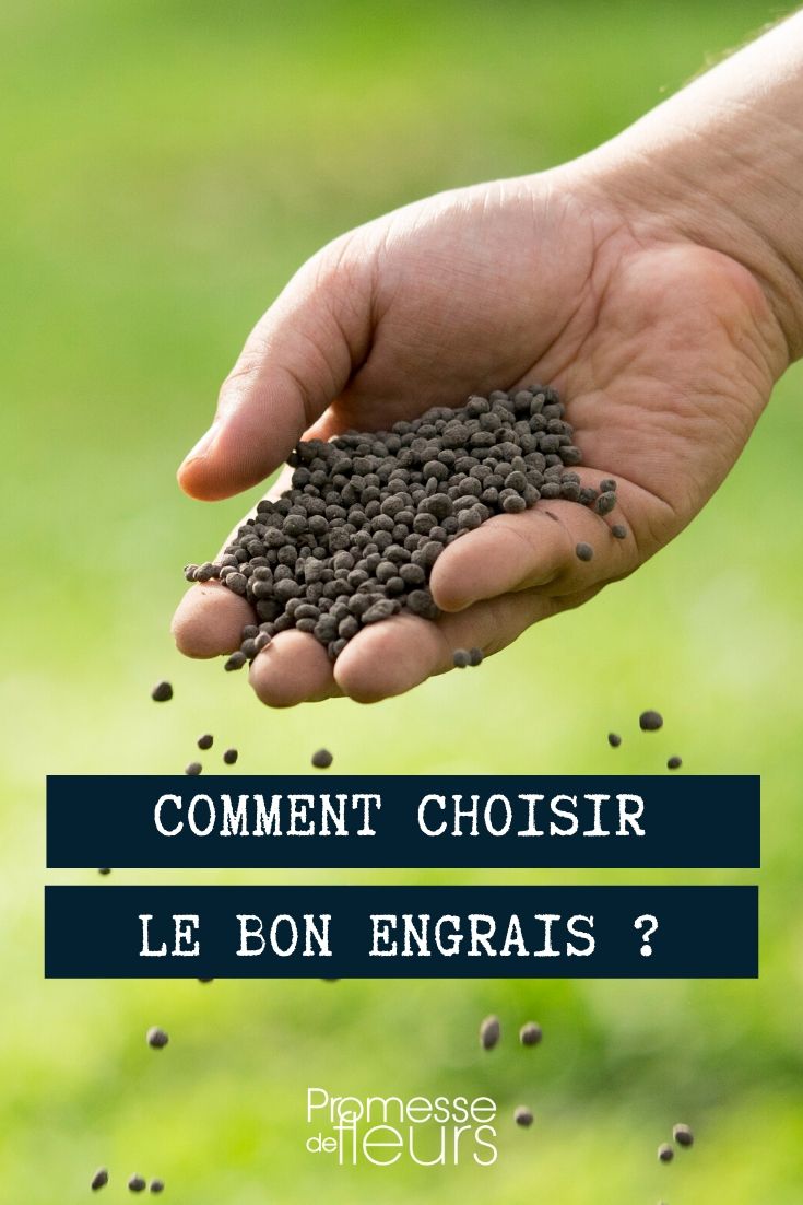 Quel engrais liquide choisir pour mes plantes vertes ?