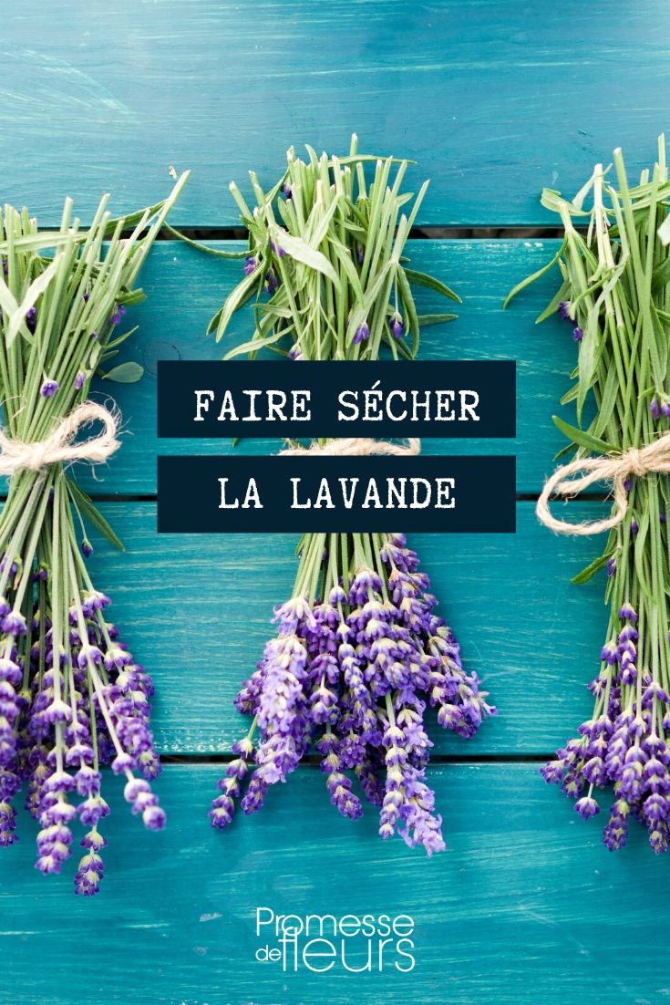 séchage de la lavande