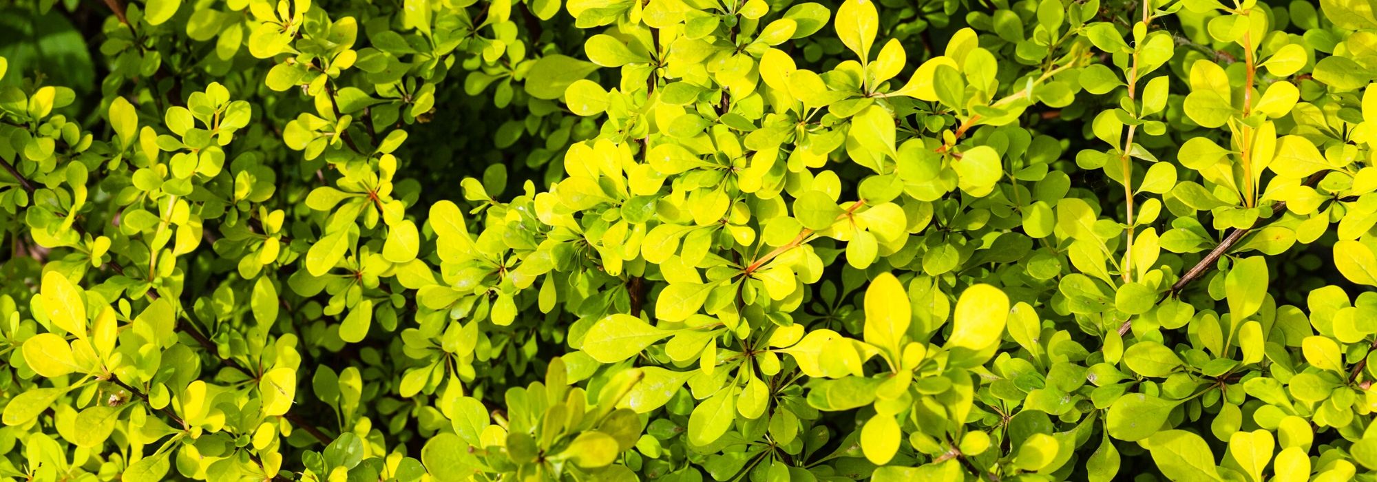 10 arbustes à feuillage jaune doré pour illuminer le jardin