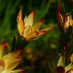 Leucadendron : plantation, culture et entretien