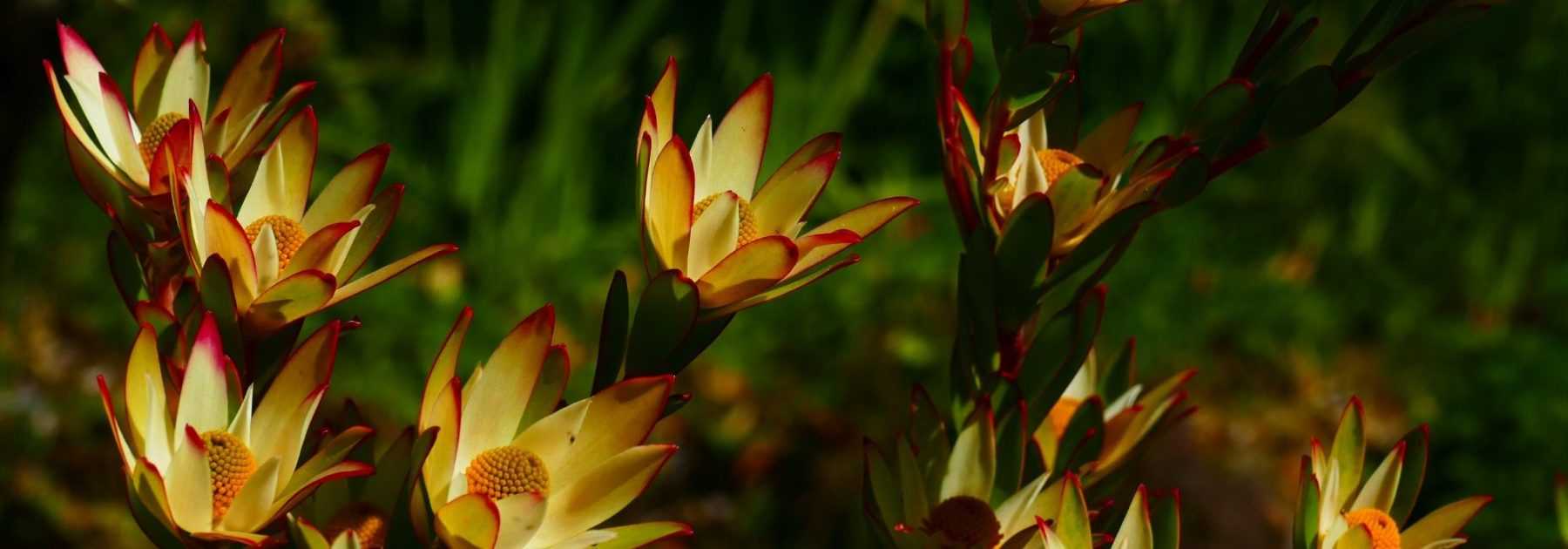 Leucadendron : plantation, culture et entretien