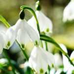 Nivéole, Leucojum : plantation, culture, entretien