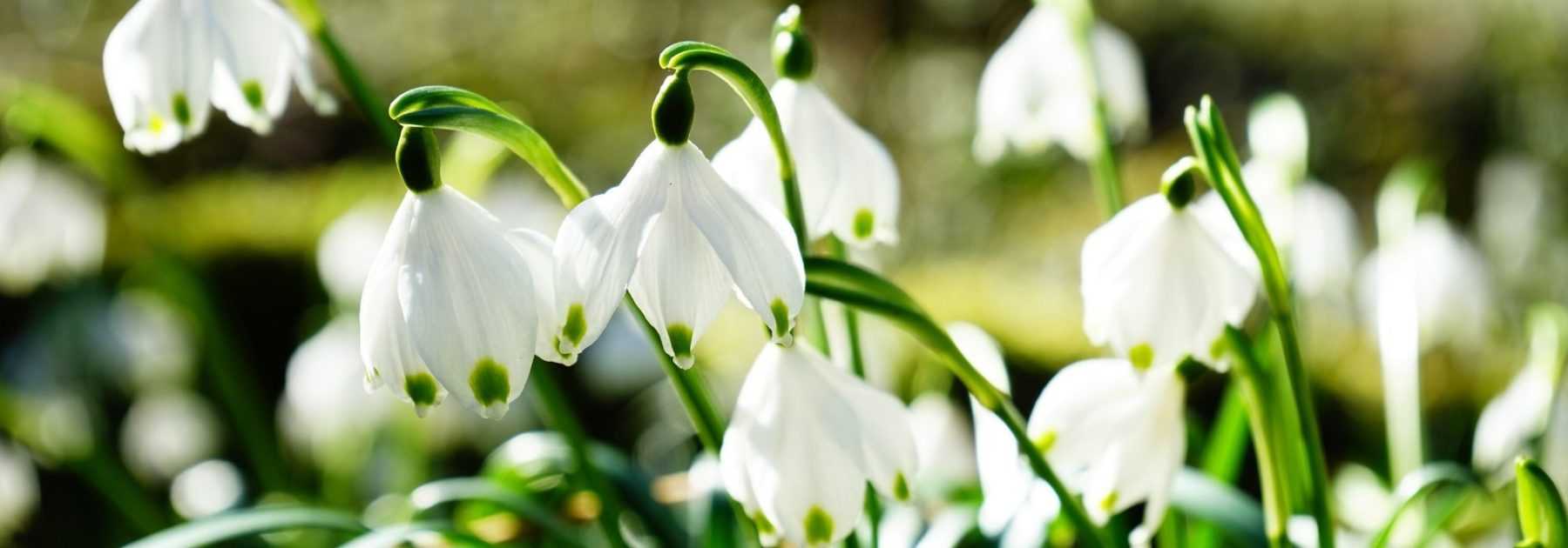 Nivéole, Leucojum : plantation, culture, entretien