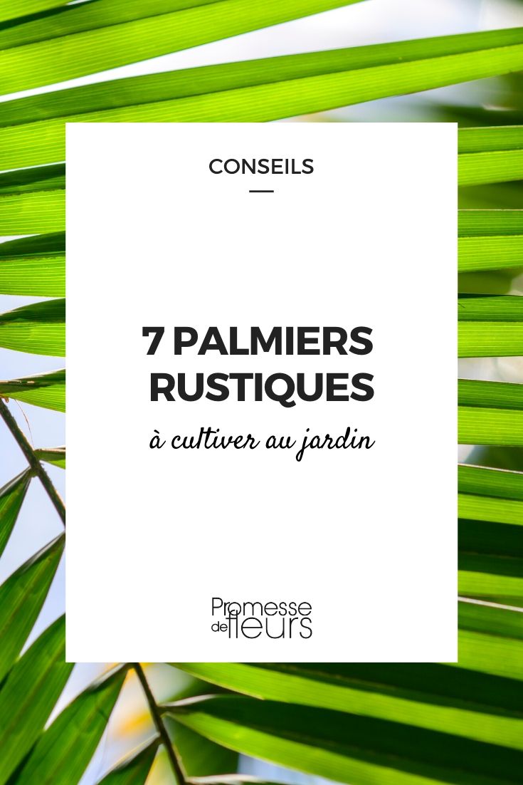 palmiers rustiques à cultiver au jardin