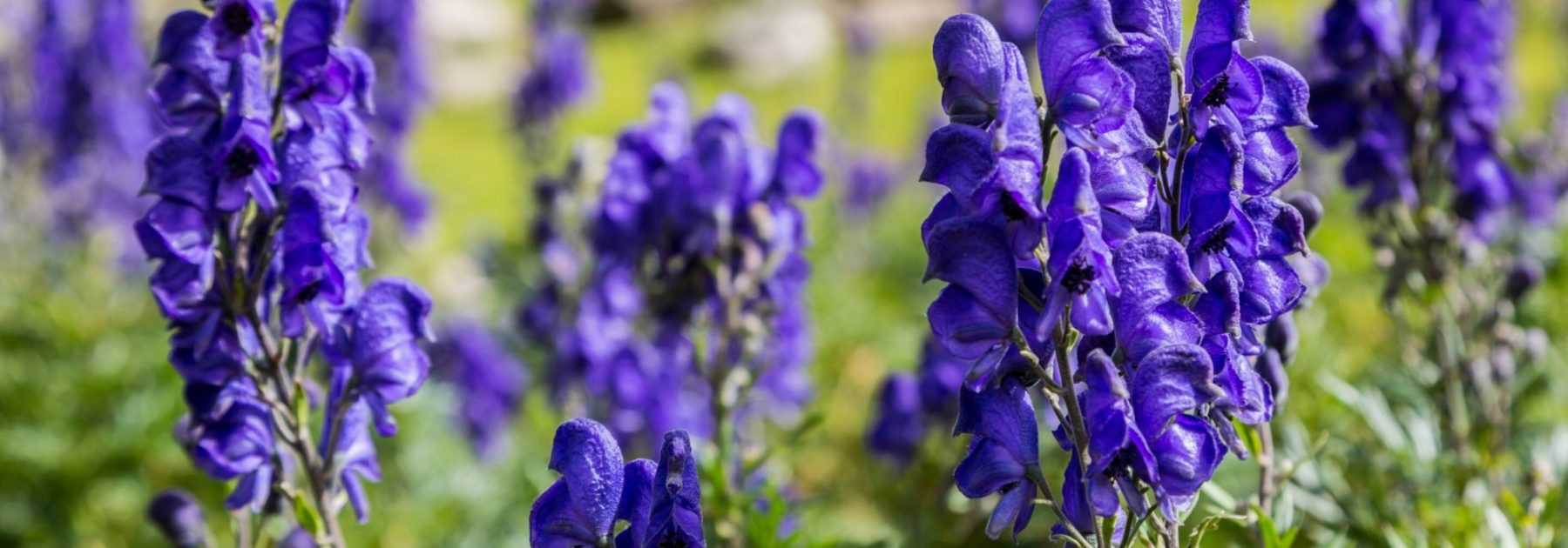 7 plantes médicinales pour avoir une belle peau - Promesse de Fleurs