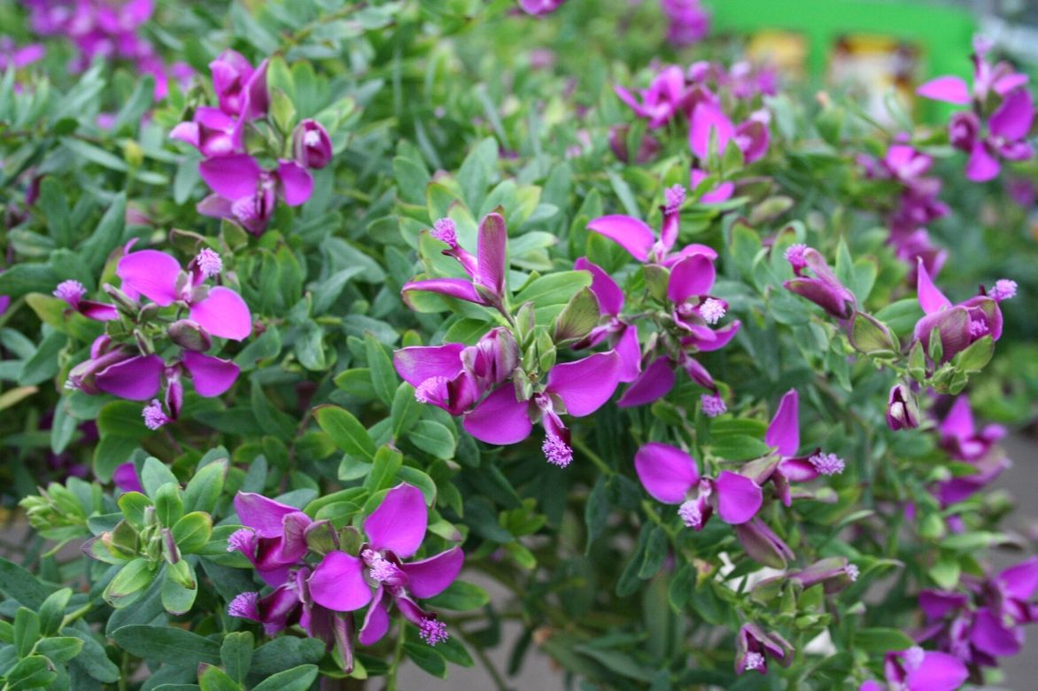 polygala