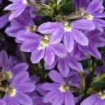 Scaevola : planter, cultiver