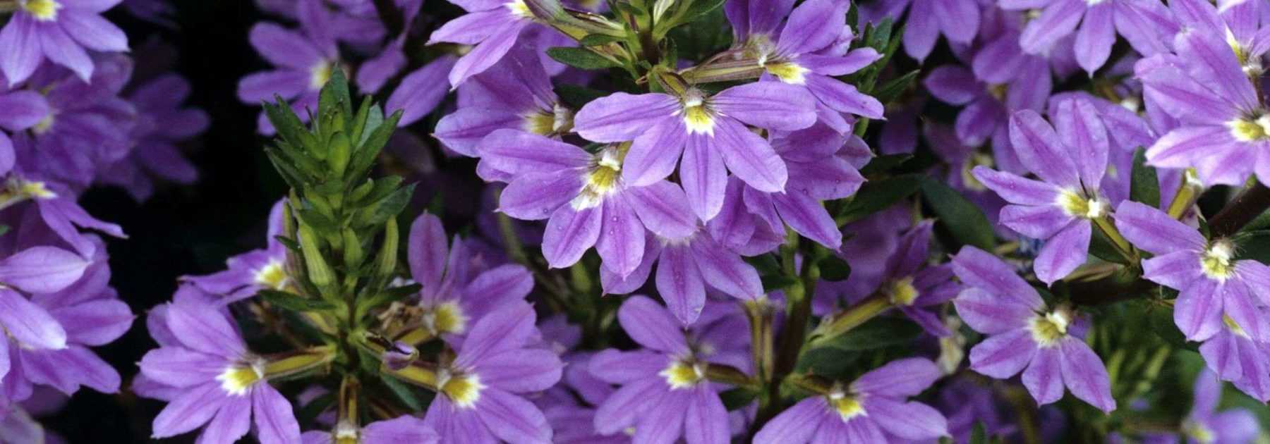 Scaevola : planter, cultiver