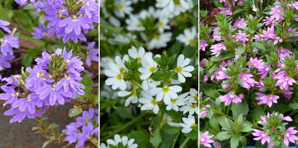 scaevola, plusieurs couleurs de fleurs