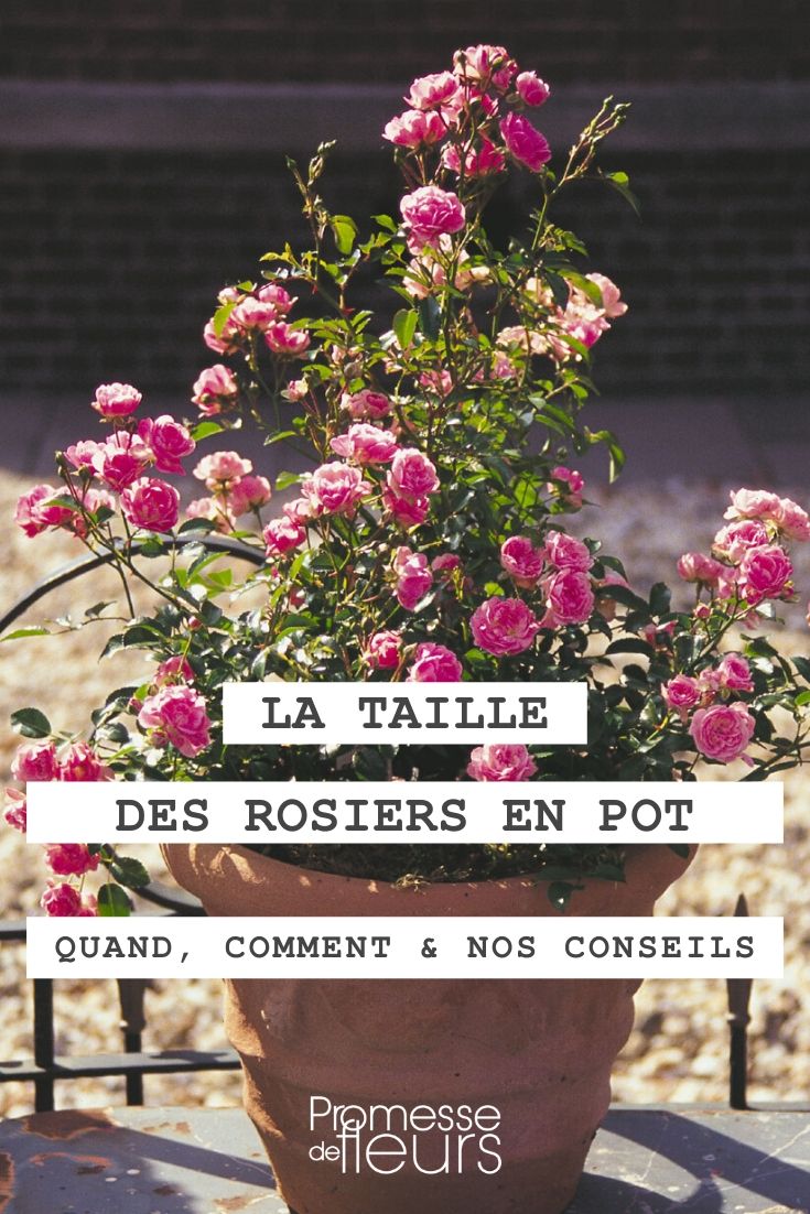 Quand et comment tailler un rosier en pot