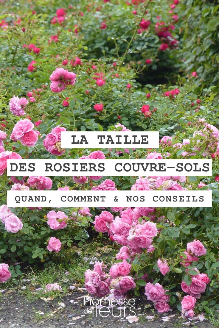 quand et comment tailler un rosier couvre-sol