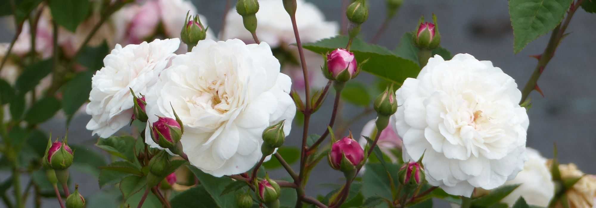 Quand et comment tailler les rosiers en pot ?