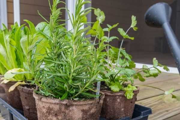 7 aromatiques insolites à cultiver au jardin