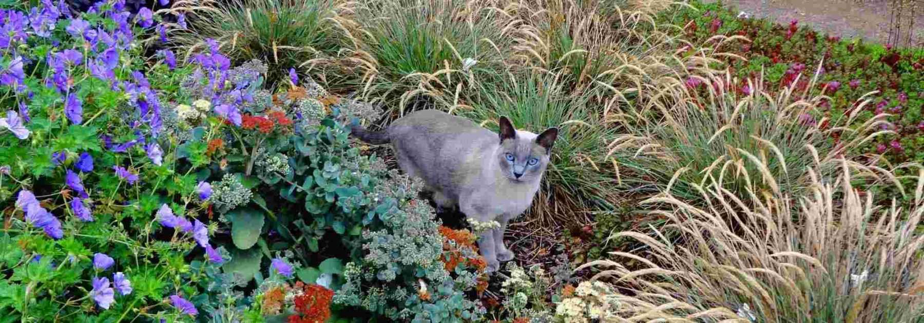 Répulsifs pour chat : Comment les éloigner du jardin ? Promesse de Fleurs
