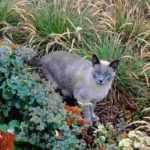 Comment éloigner les chats du jardin ? Répulsifs, plantes et autres astuces