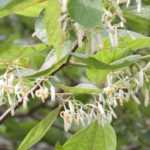Alangium platanifolium, chinense : plantation, culture