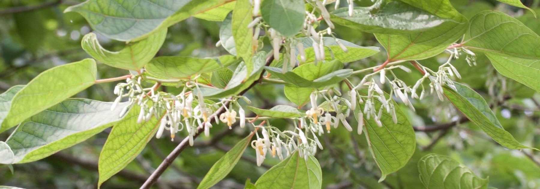 Alangium platanifolium, chinense : plantation, culture
