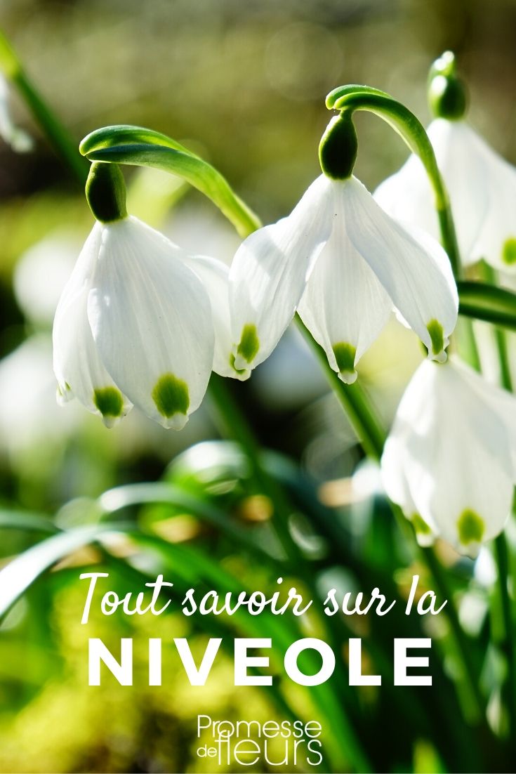 leucojum tout savoir