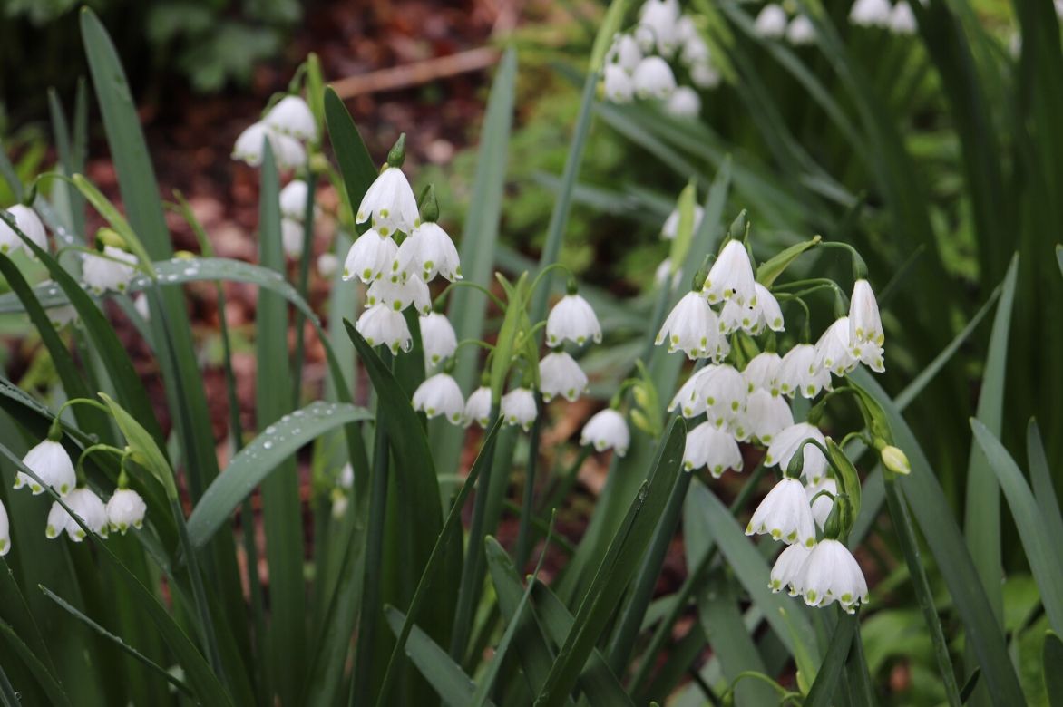 Leucojum