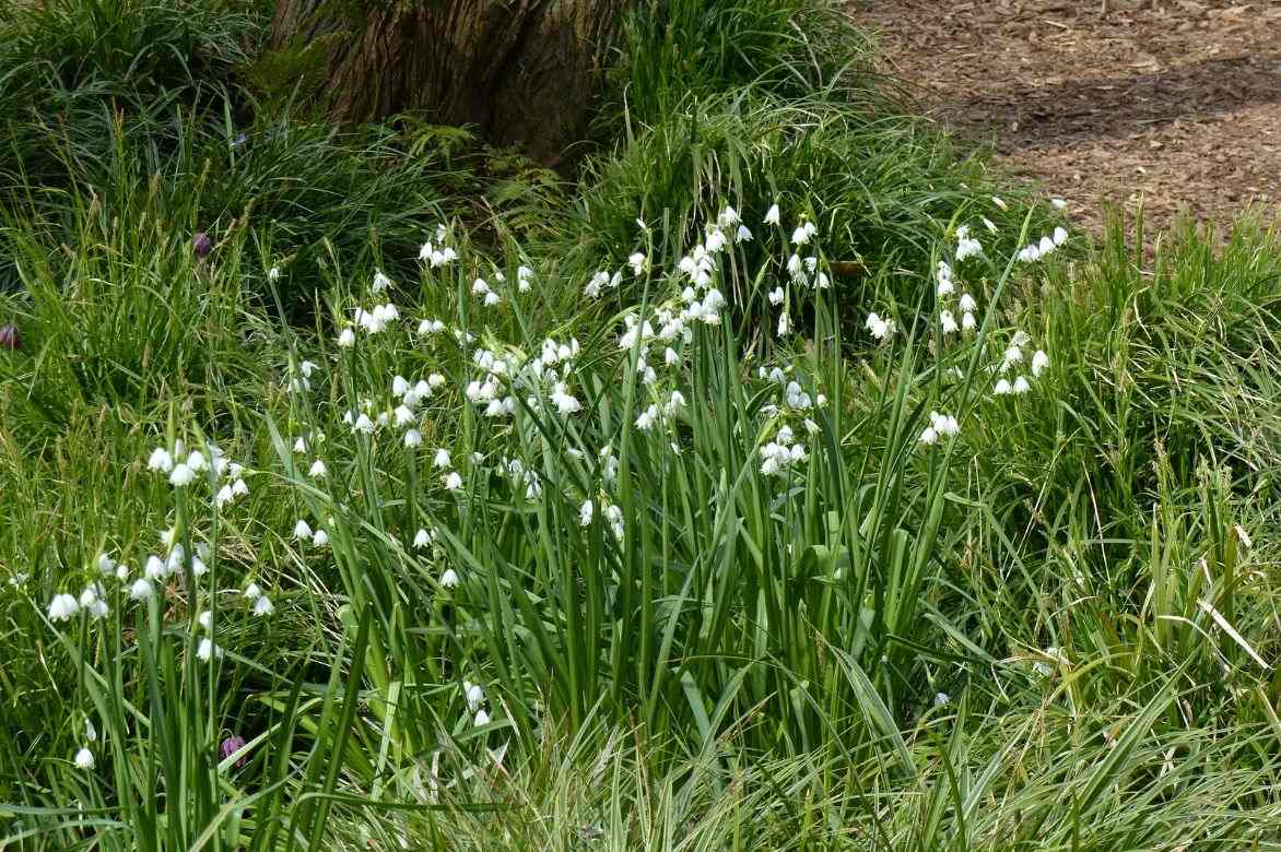 Leucojum