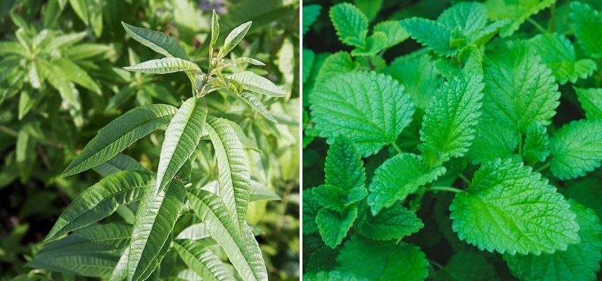 Répulsifs pour chat : Comment les éloigner du jardin ? Promesse de