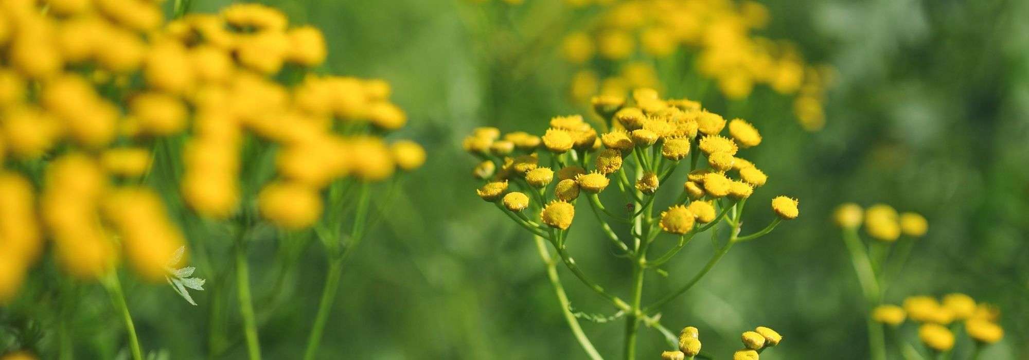 8 plantes répulsives : elles montent la garde au jardin !