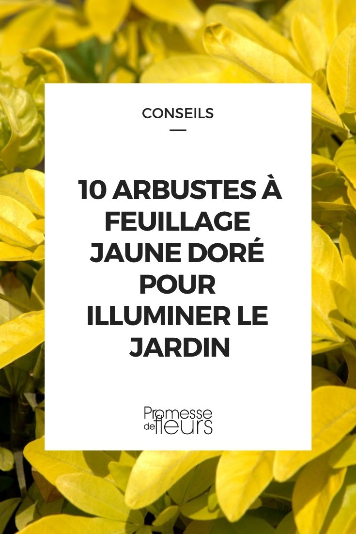 10 arbustes à feuillage jaune doré pour illuminer le jardin