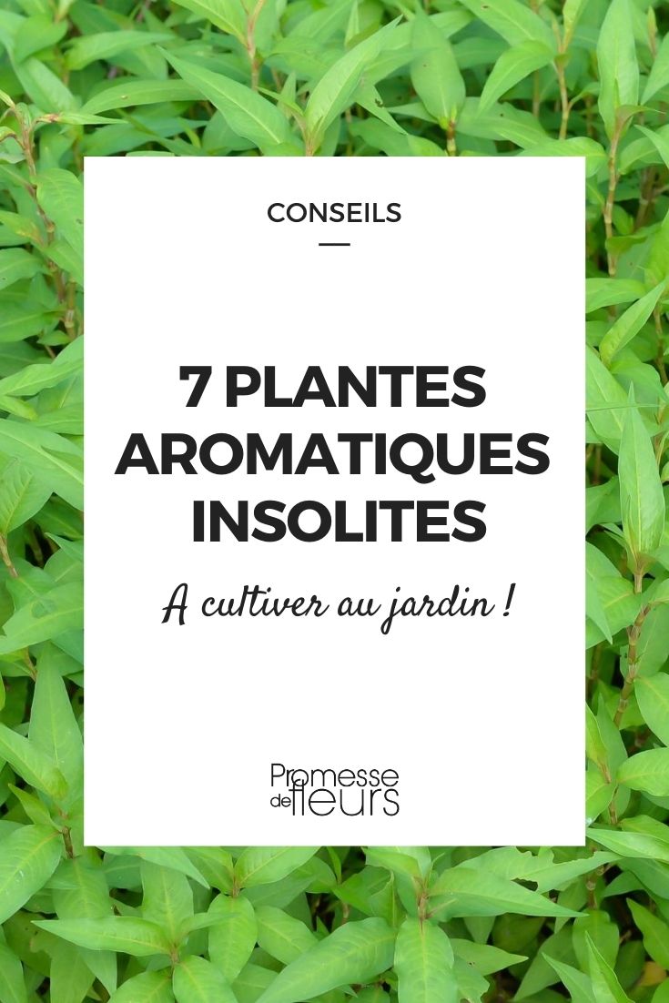 7 plantes aromatiques insolites à cultiver au jardin