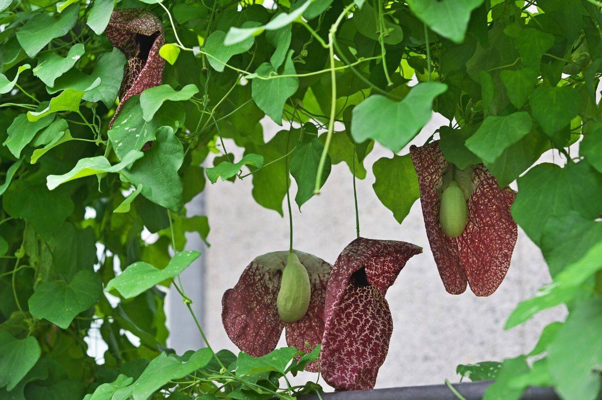 aristolochia