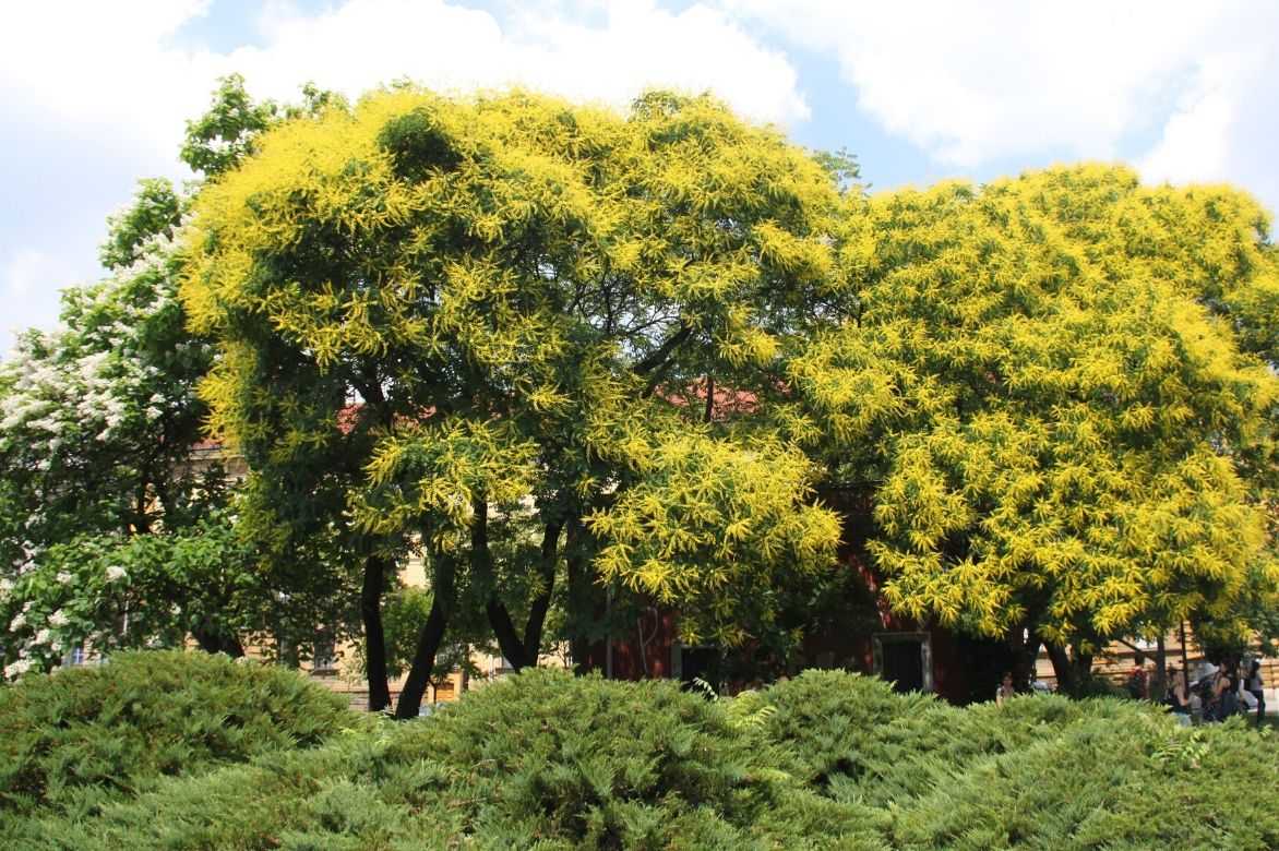 koelreuteria paniculata