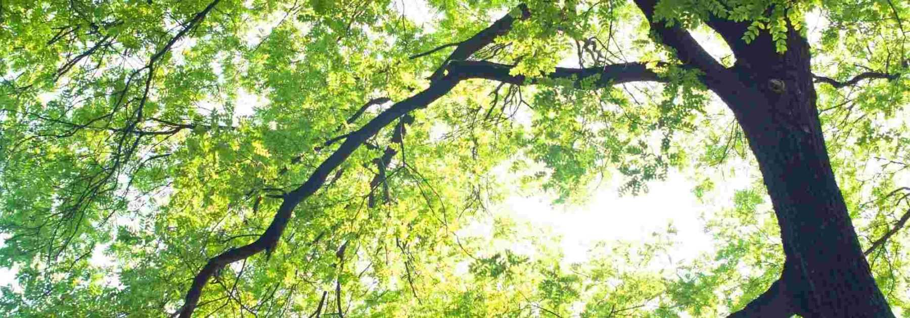 Voici l'arbre belge qui pourrait devenir le plus beau d'Europe