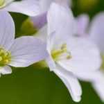 Cardamine : planter, cultiver