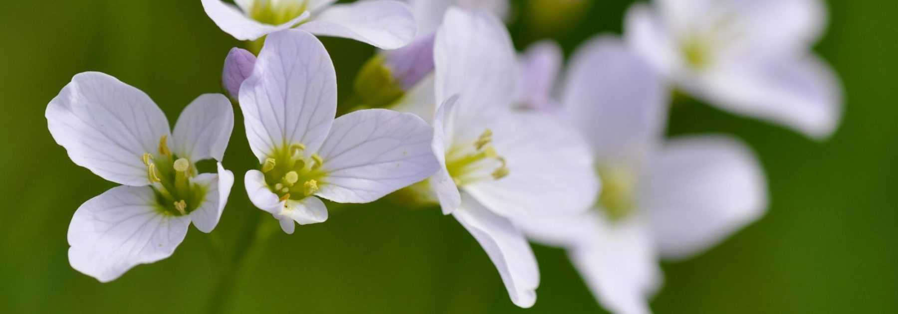 Cardamine : planter, cultiver