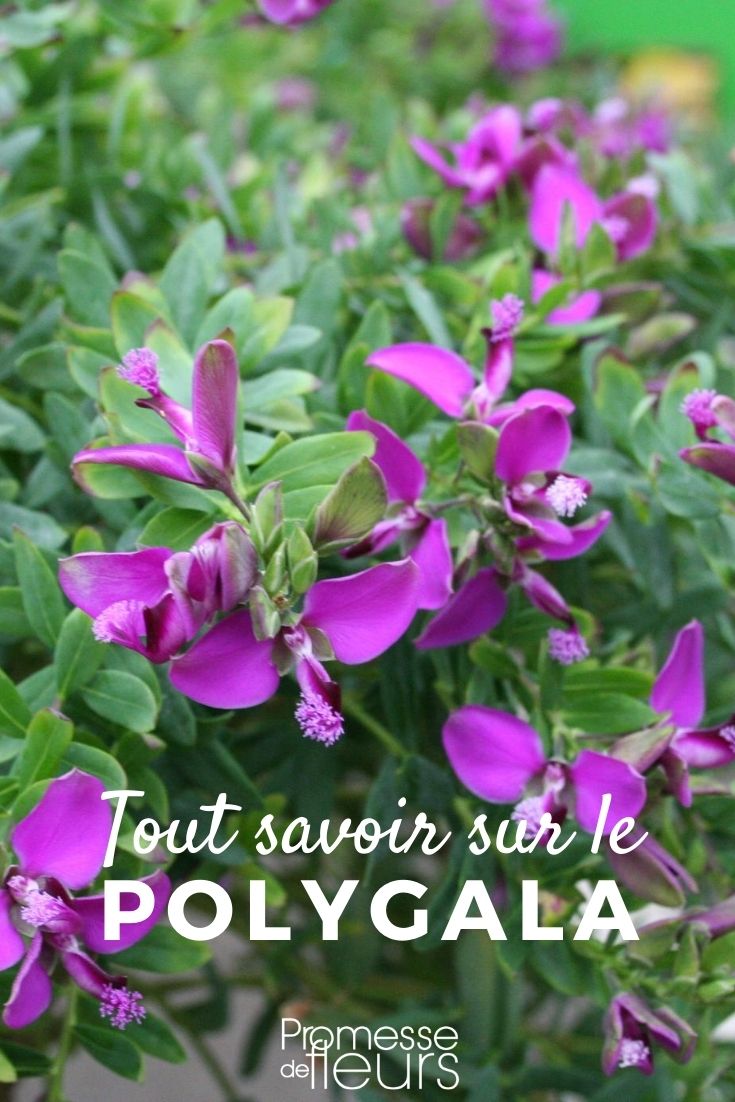 Polygala : tout ce qu'il faut savoir