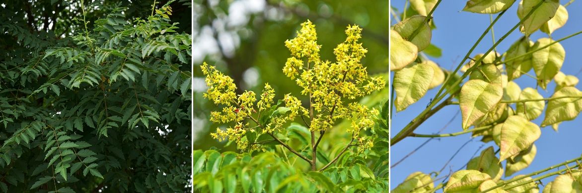 koelreuteria paniculata