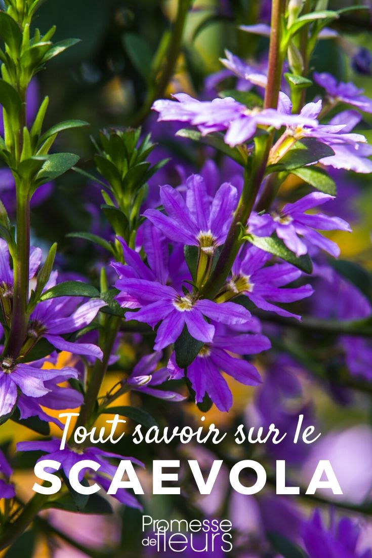 Tout ce qu'il faut savoir sur le scaevola