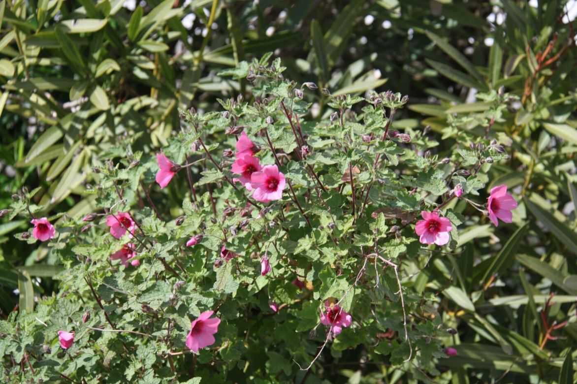 anisodontea