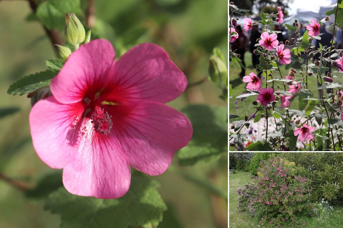 anisodontea el rayo