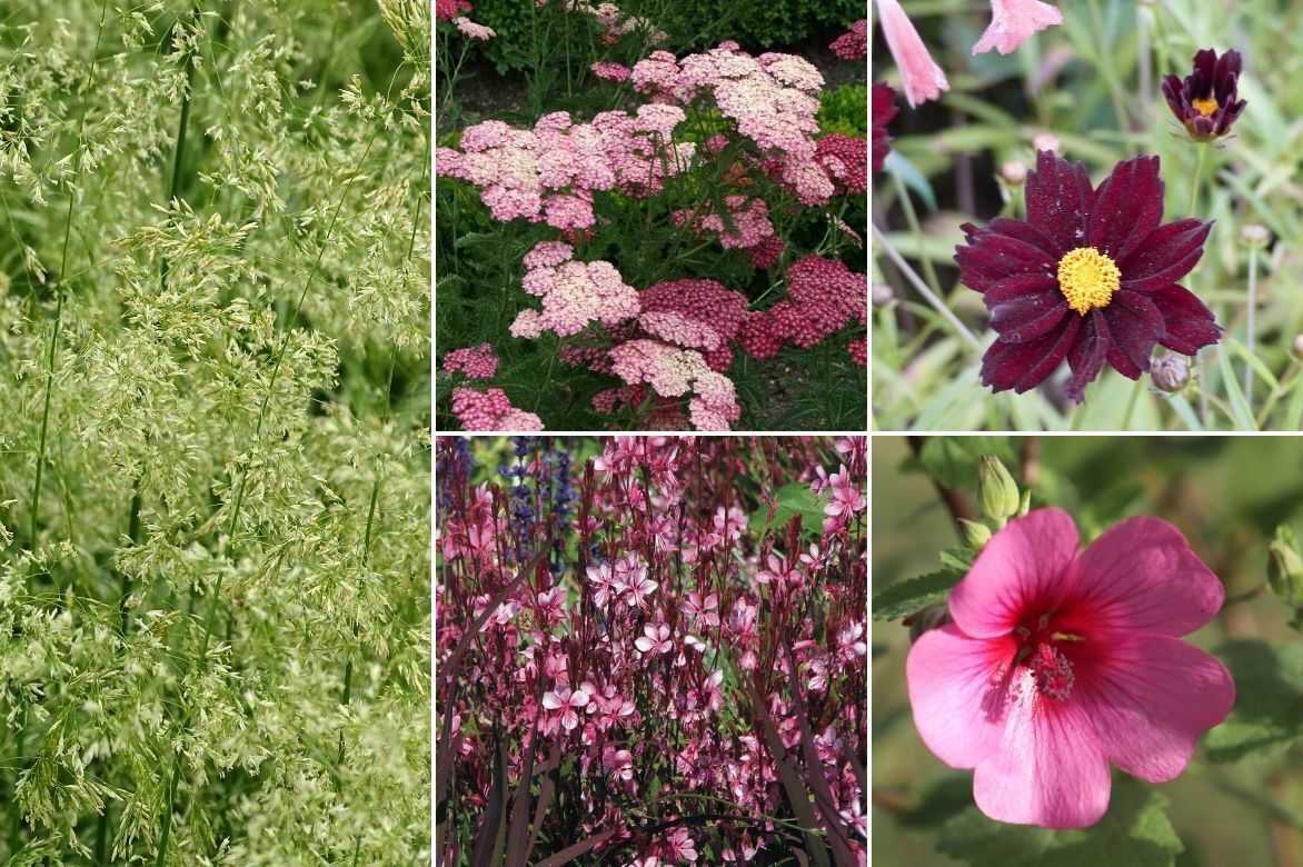 Anisodontea : plantation, entretien et taille