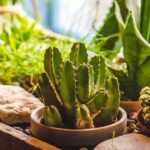 Comment arroser un cactus ?