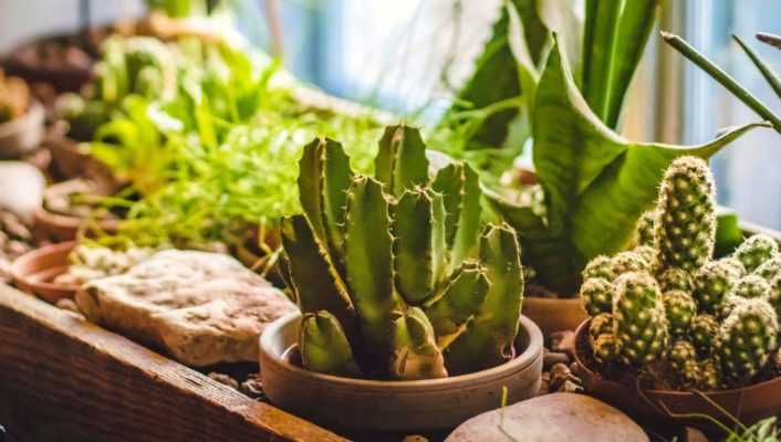 Comment arroser un cactus ?